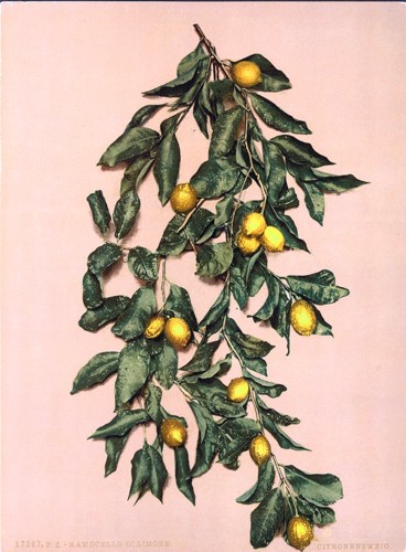 [A branch of lemons, Limone, Garda, Lake of, Italy]